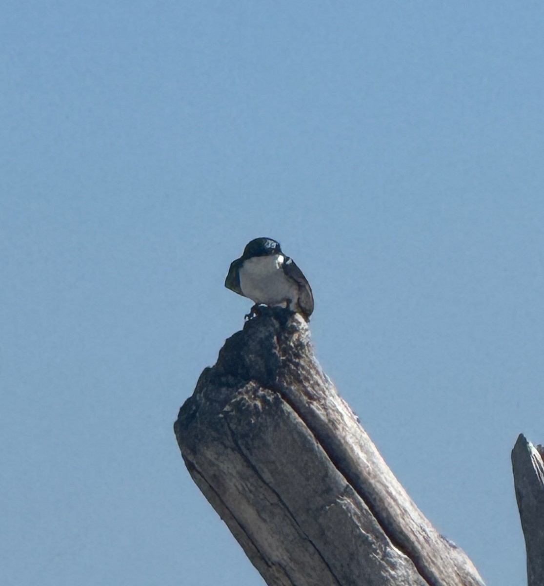 Tree Swallow - ML637987235
