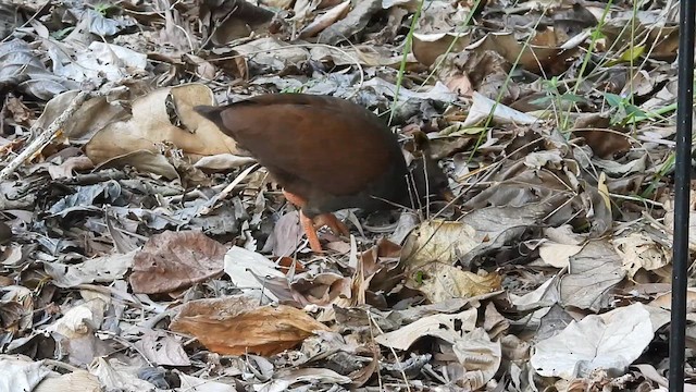 Orange-footed Megapode - ML637987280