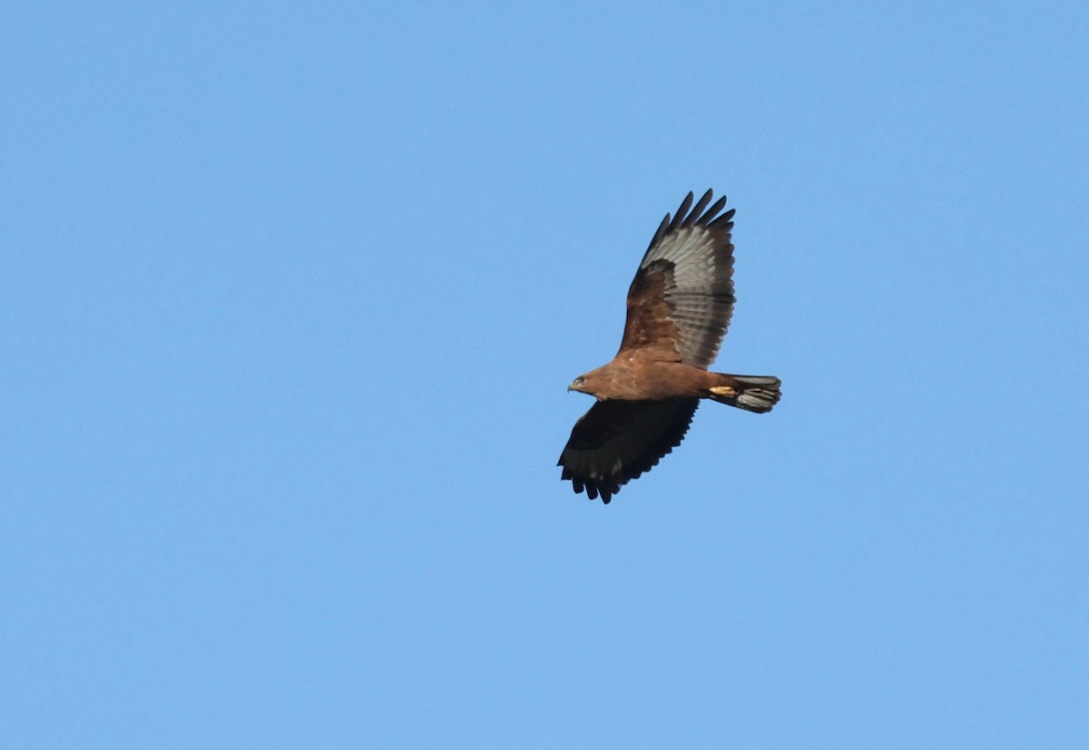 Elgin Buzzard (undescribed form) - ML637987294