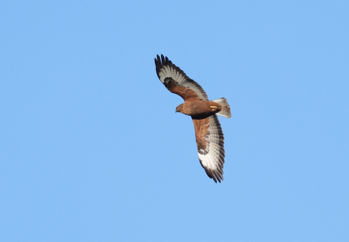 Elgin Buzzard (undescribed form) - ML637987296