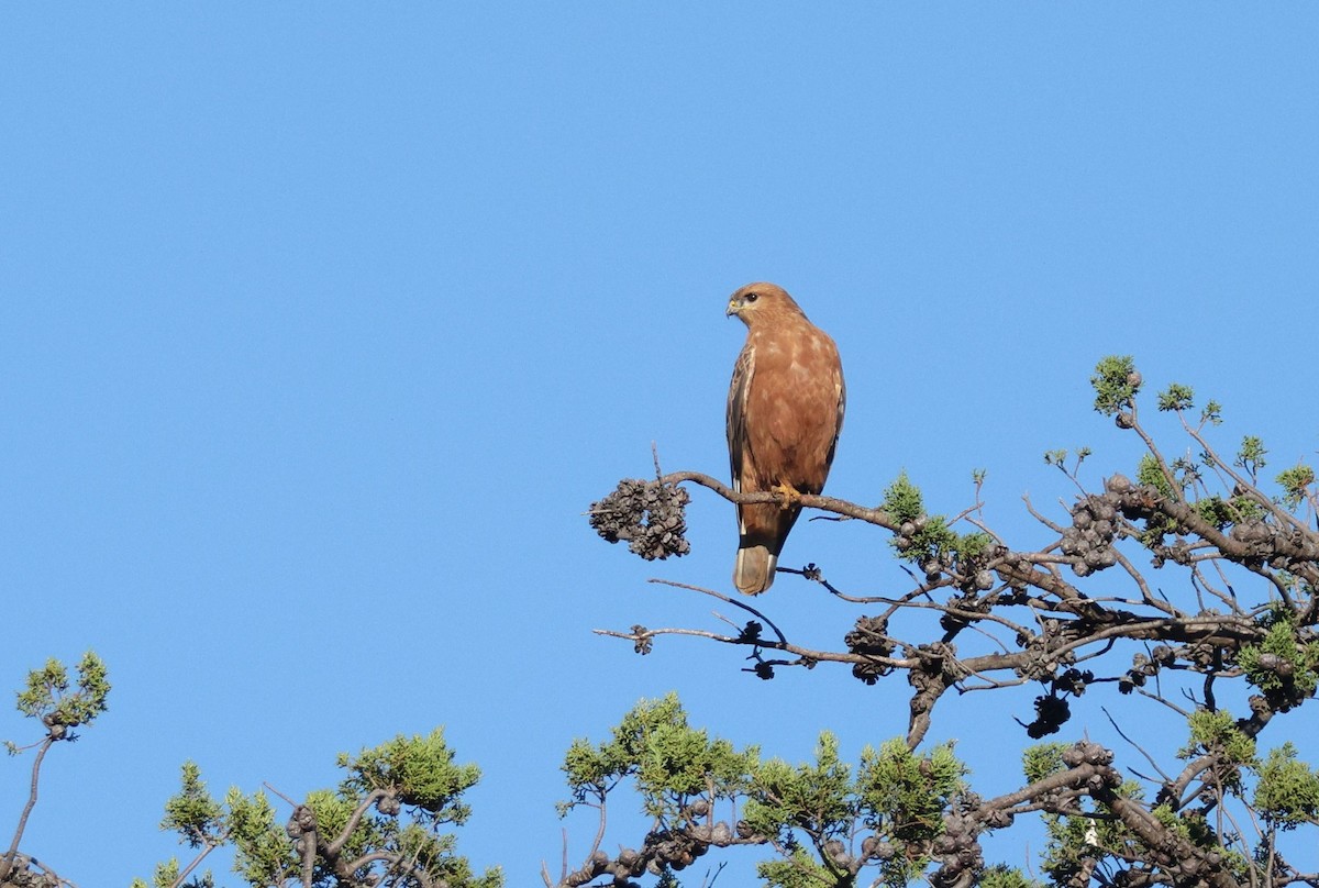 Elgin Buzzard (undescribed form) - ML637987298
