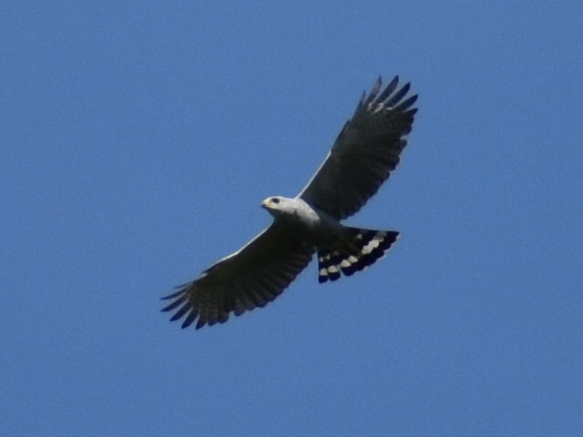 Gray-lined Hawk - ML637987314