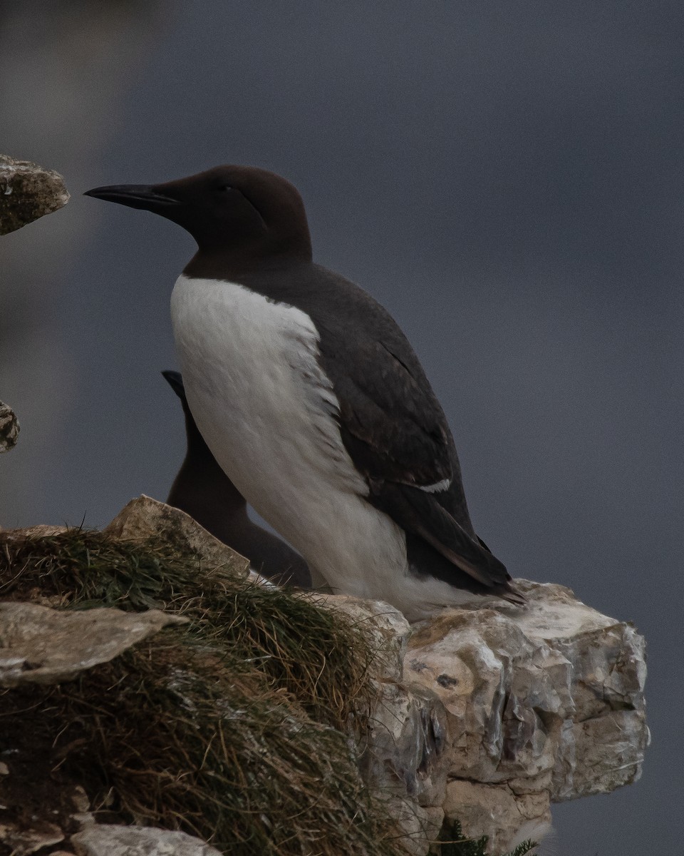 Common Murre - ML637987330