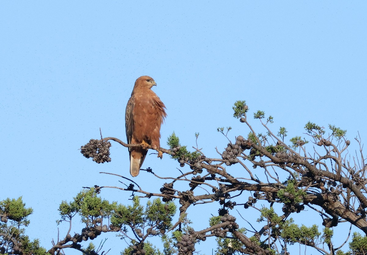 Elgin Buzzard (undescribed form) - ML637987331