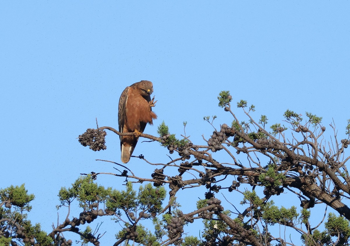 Elgin Buzzard (undescribed form) - ML637987332