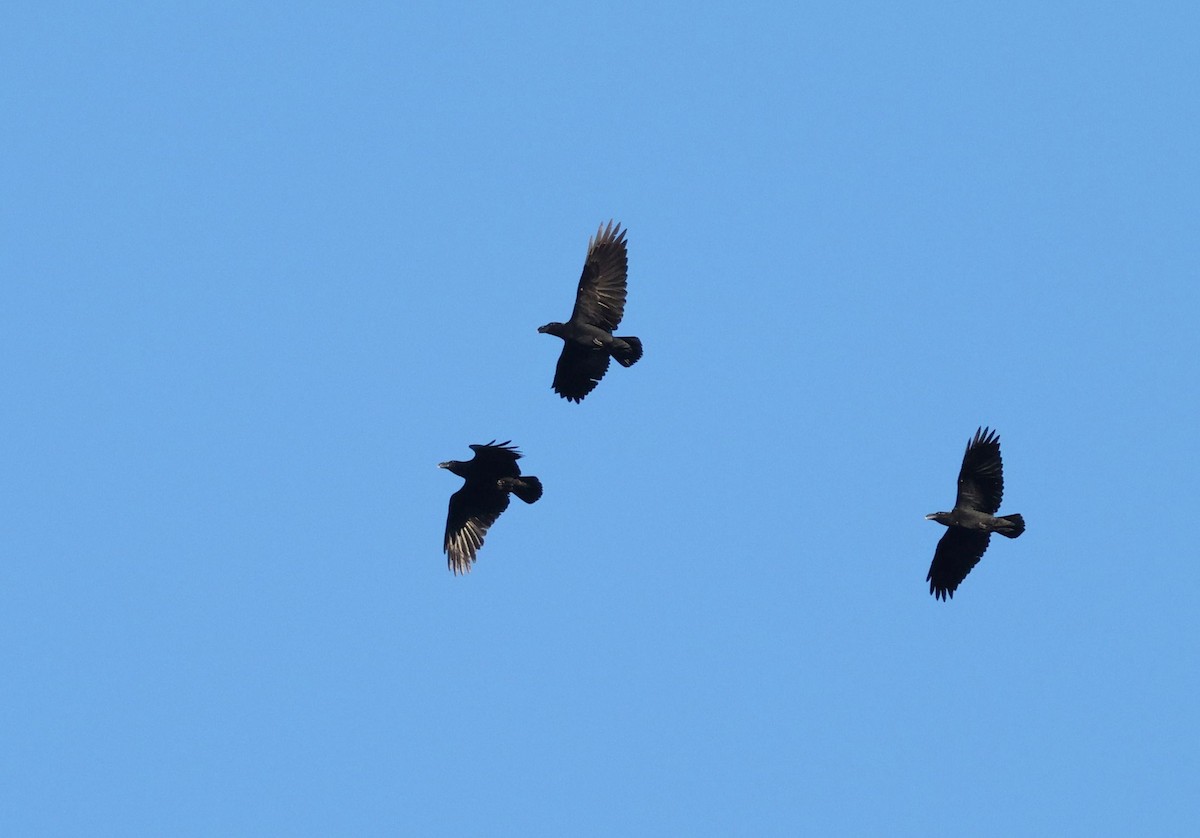 White-necked Raven - ML637987408