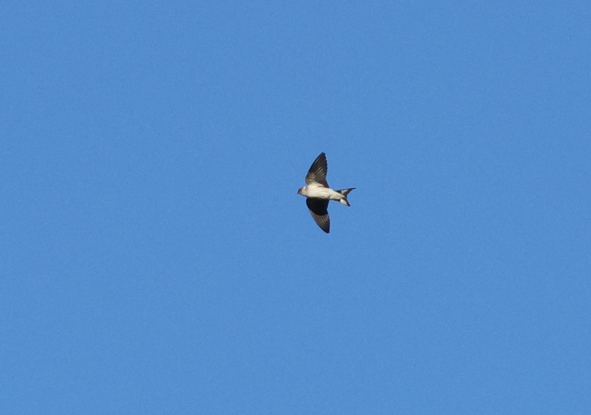 Golondrina Cabecirrufa - ML637987423