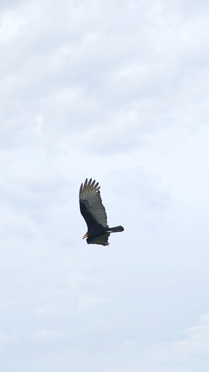 Lesser Yellow-headed Vulture - ML637987426