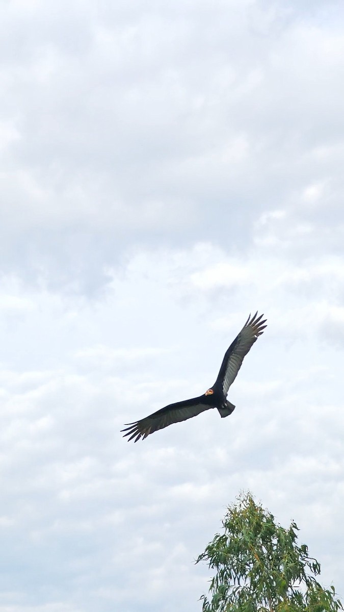 Lesser Yellow-headed Vulture - ML637987427