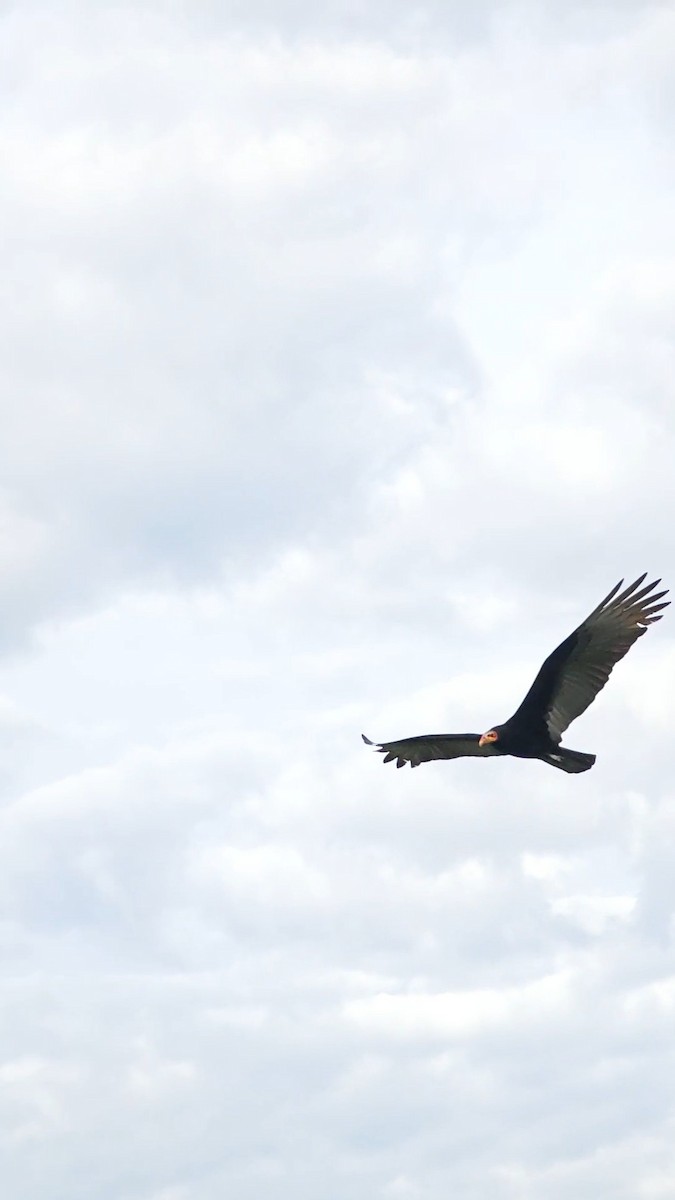 Lesser Yellow-headed Vulture - ML637987428