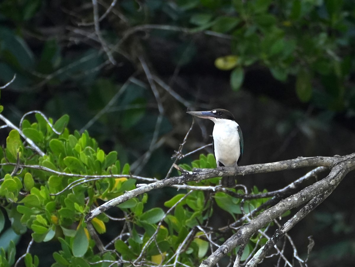 Torresian Kingfisher - ML637987432