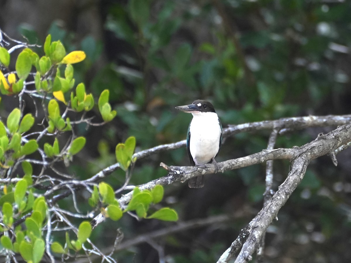 Torresian Kingfisher - ML637987433
