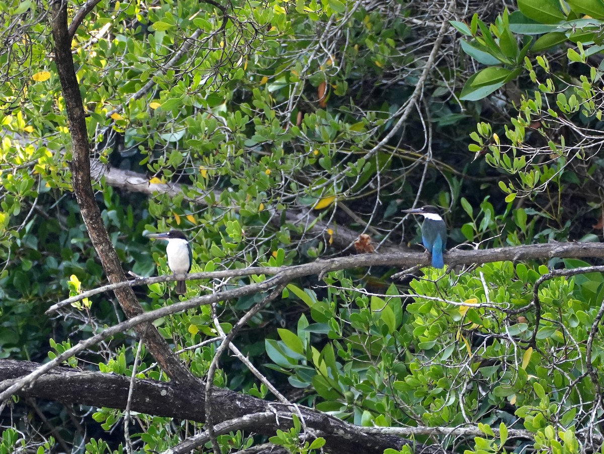 Torresian Kingfisher - ML637987434
