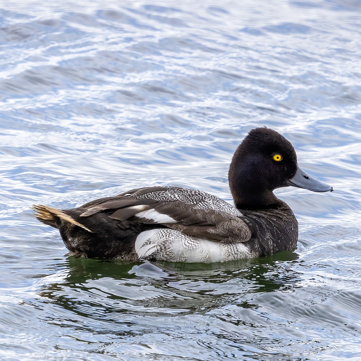 Lesser Scaup - ML637987444