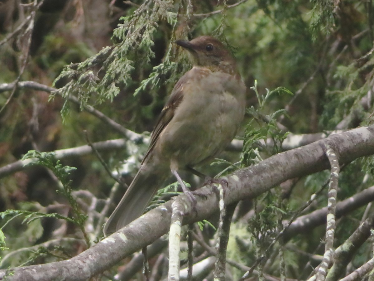 Mountain Thrush - ML637987447