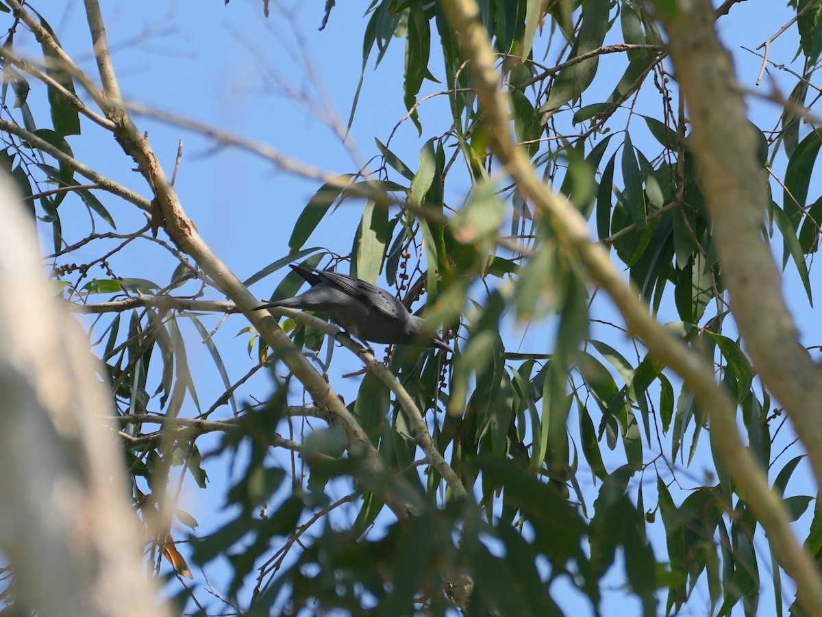 Sahul Cicadabird - ML637987458