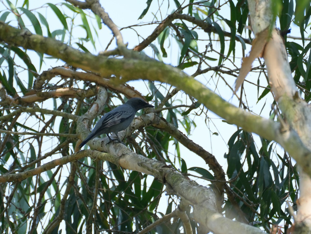 Sahul Cicadabird - ML637987459