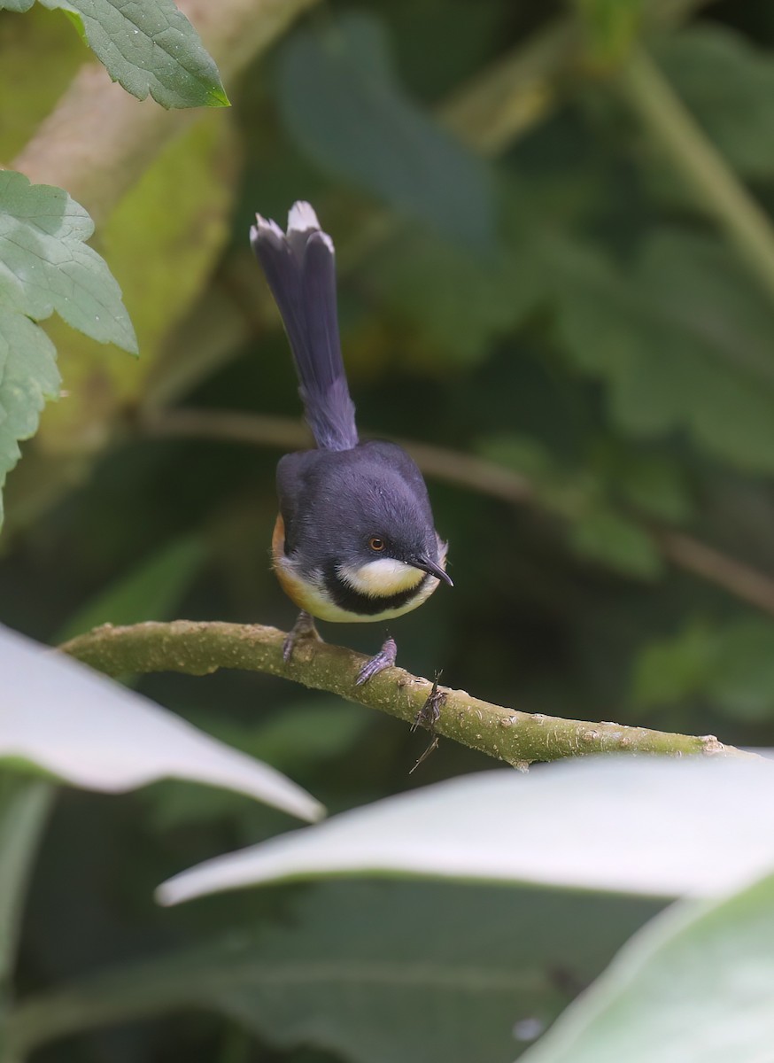 Black-collared Apalis - ML637987555