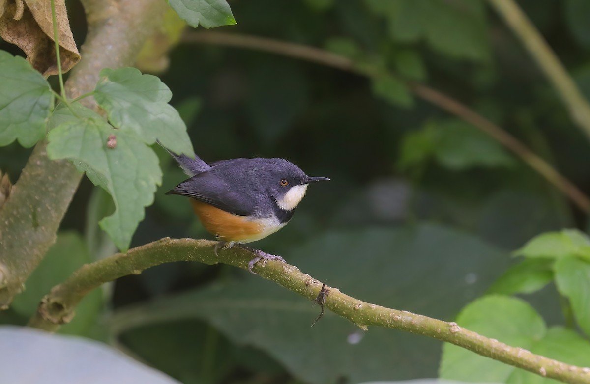 Black-collared Apalis - ML637987557