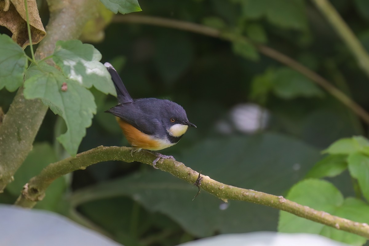 Black-collared Apalis - ML637987559