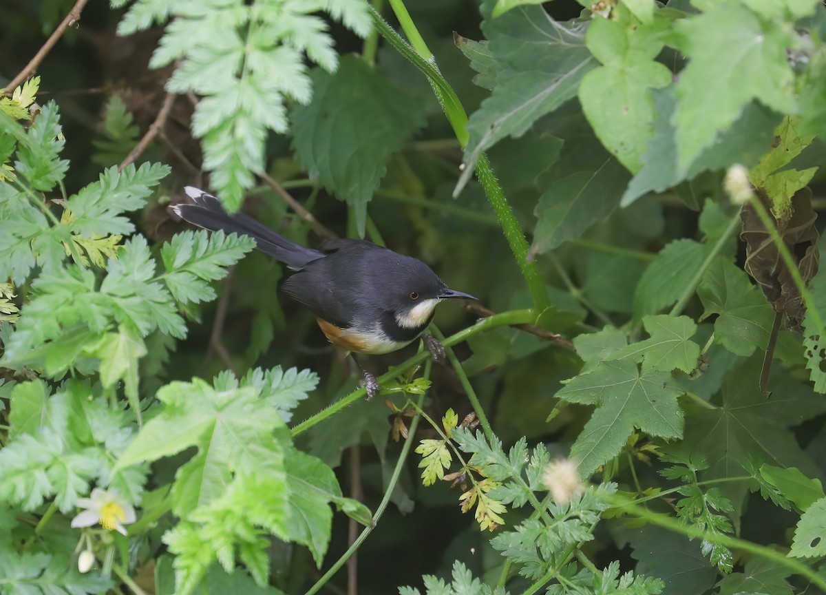 Black-collared Apalis - ML637987560