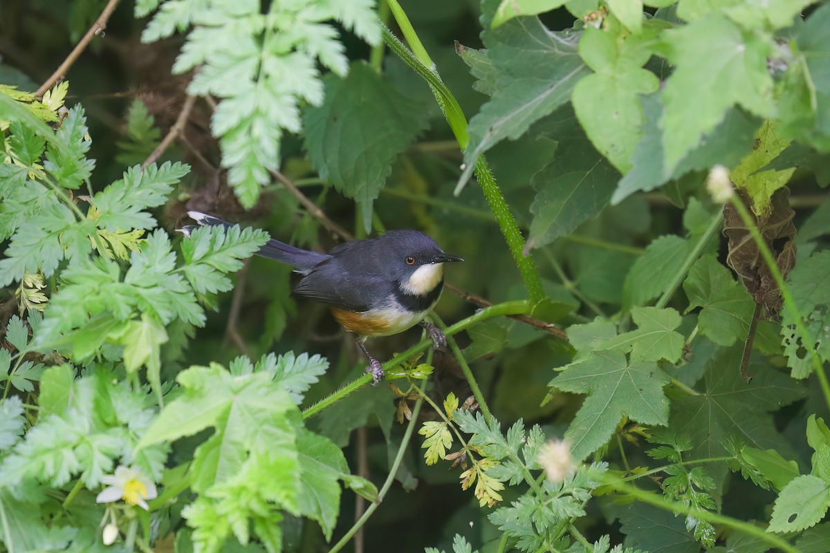 Black-collared Apalis - ML637987561
