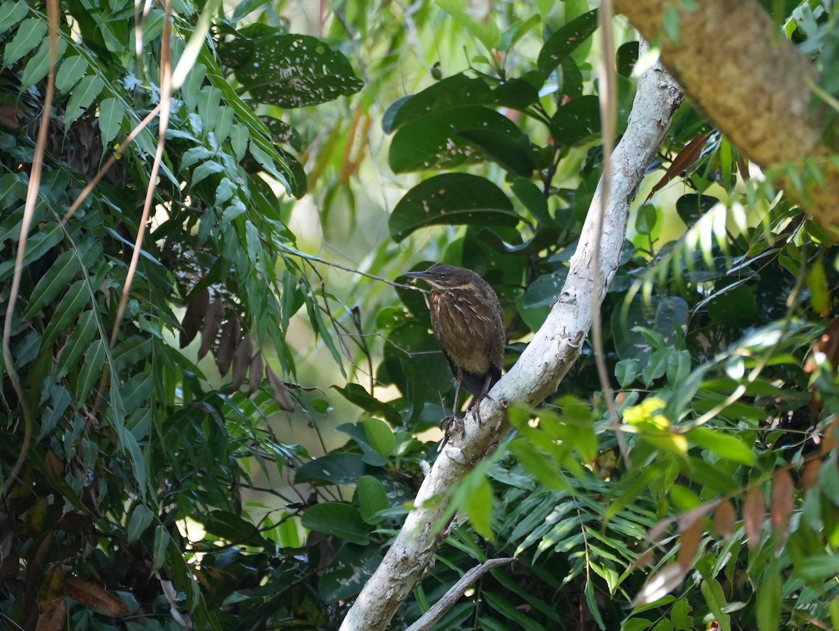 Black Bittern - ML637987563