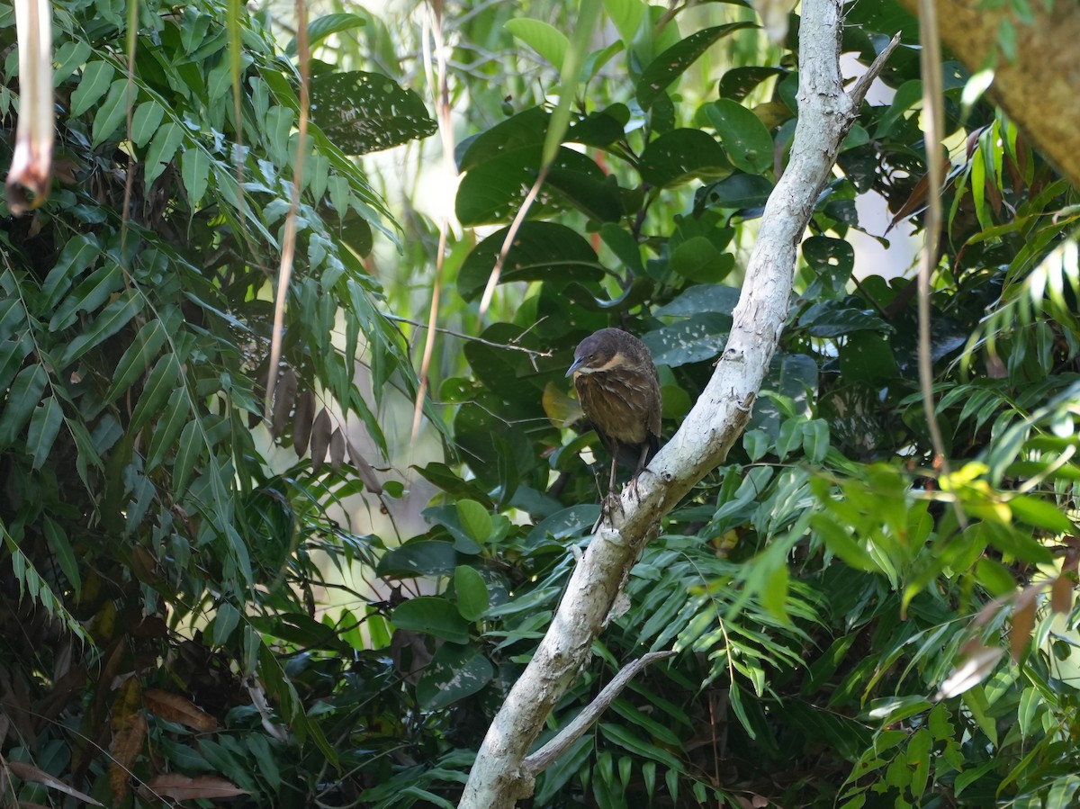 Black Bittern - ML637987564