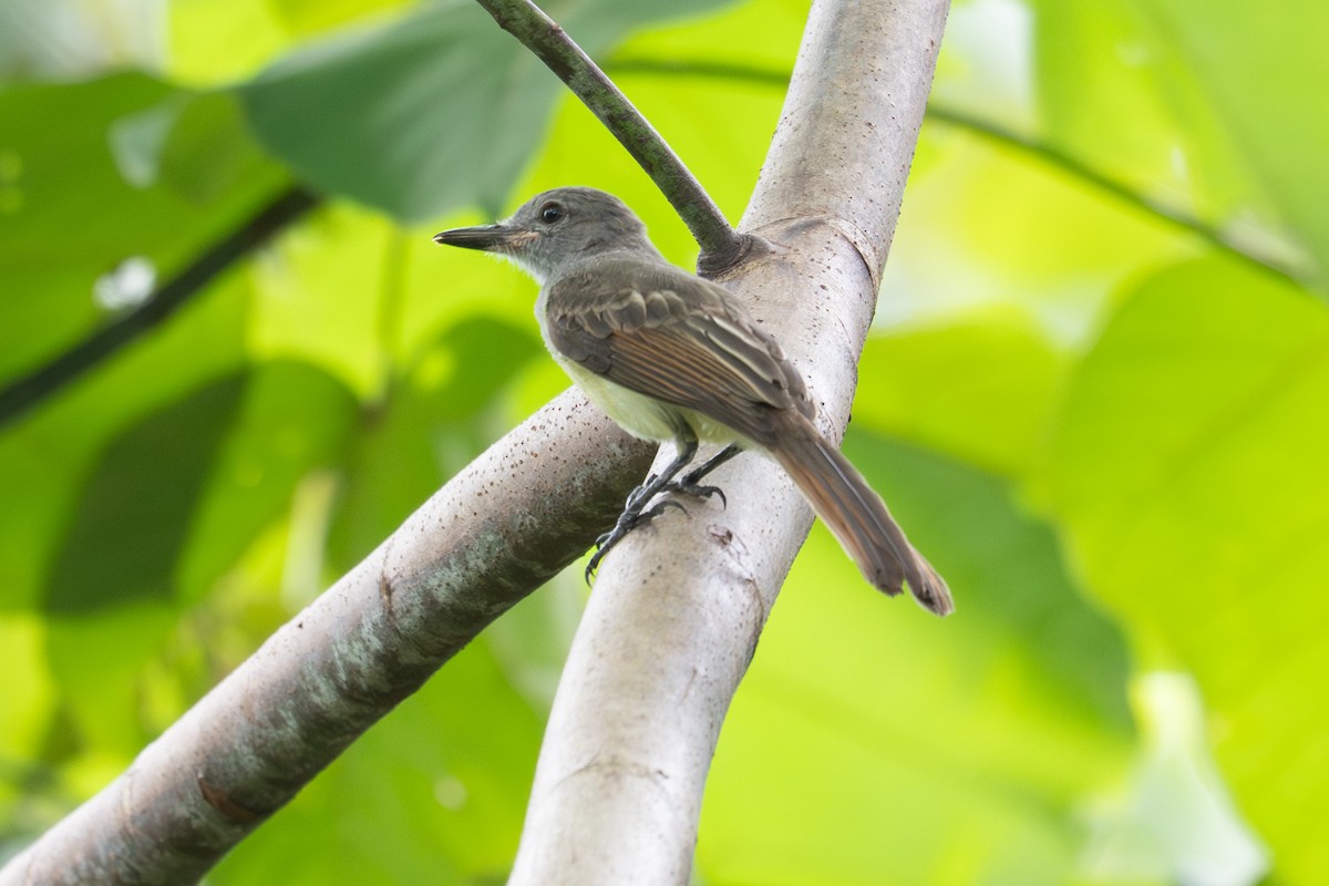 Panama Flycatcher - ML637987565
