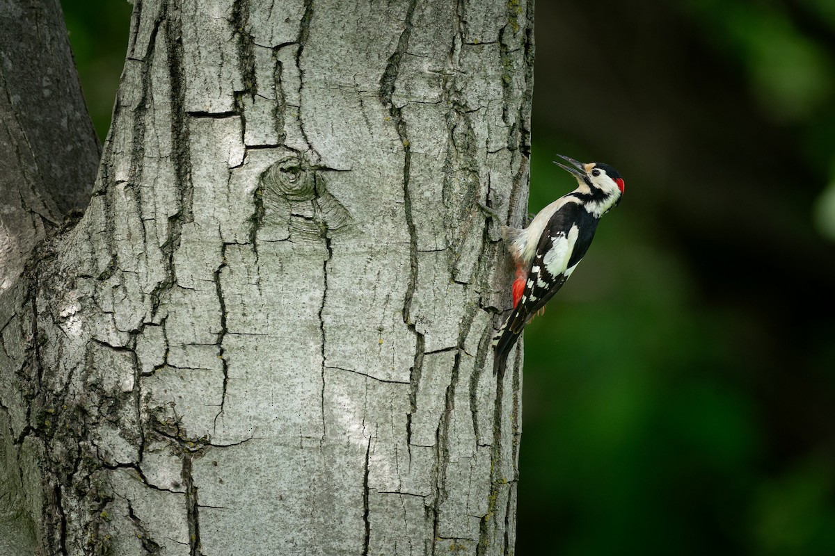 Syrian Woodpecker - ML637987630