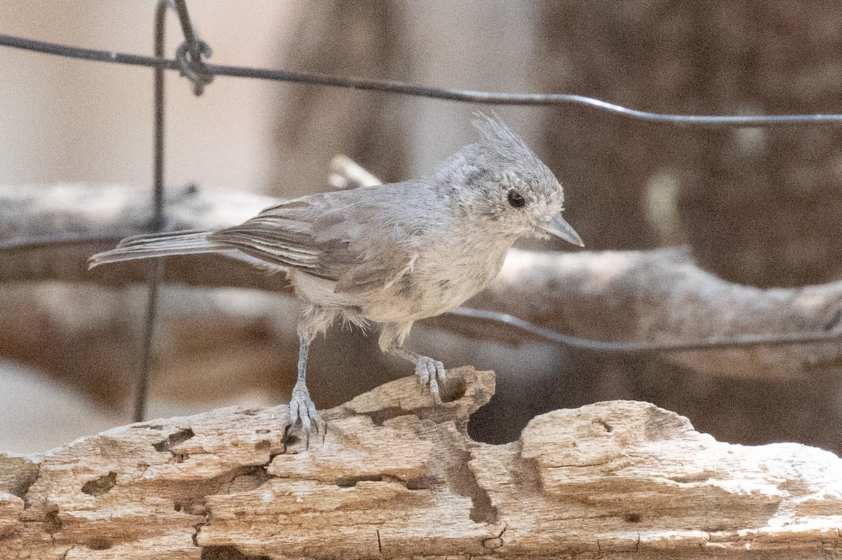 Juniper Titmouse - ML637987807