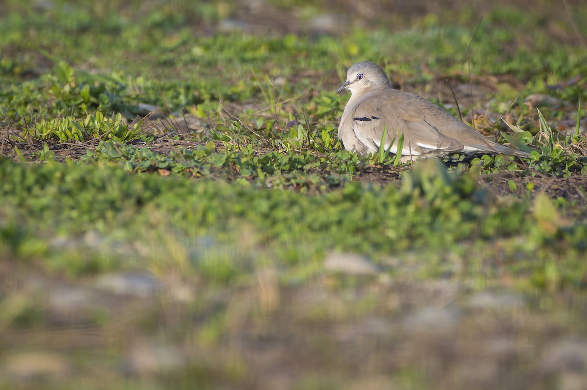 Picui Ground Dove - ML637987808