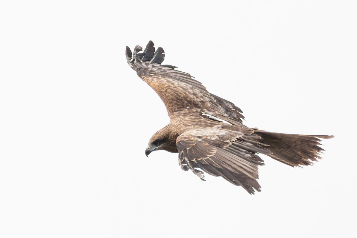 Black Kite (Black-eared) - ML637987832