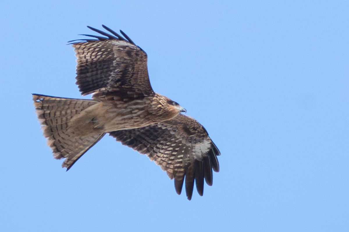 Black Kite (Black-eared) - ML637987834