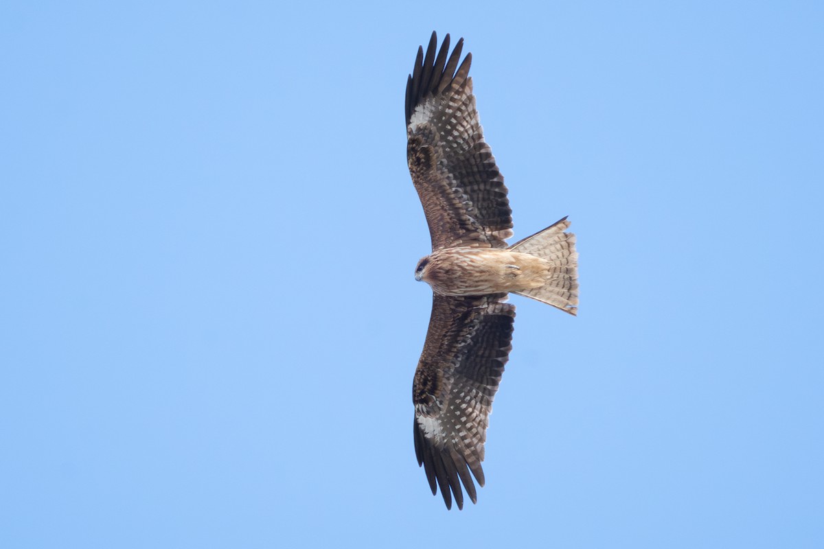 Black Kite (Black-eared) - ML637987835