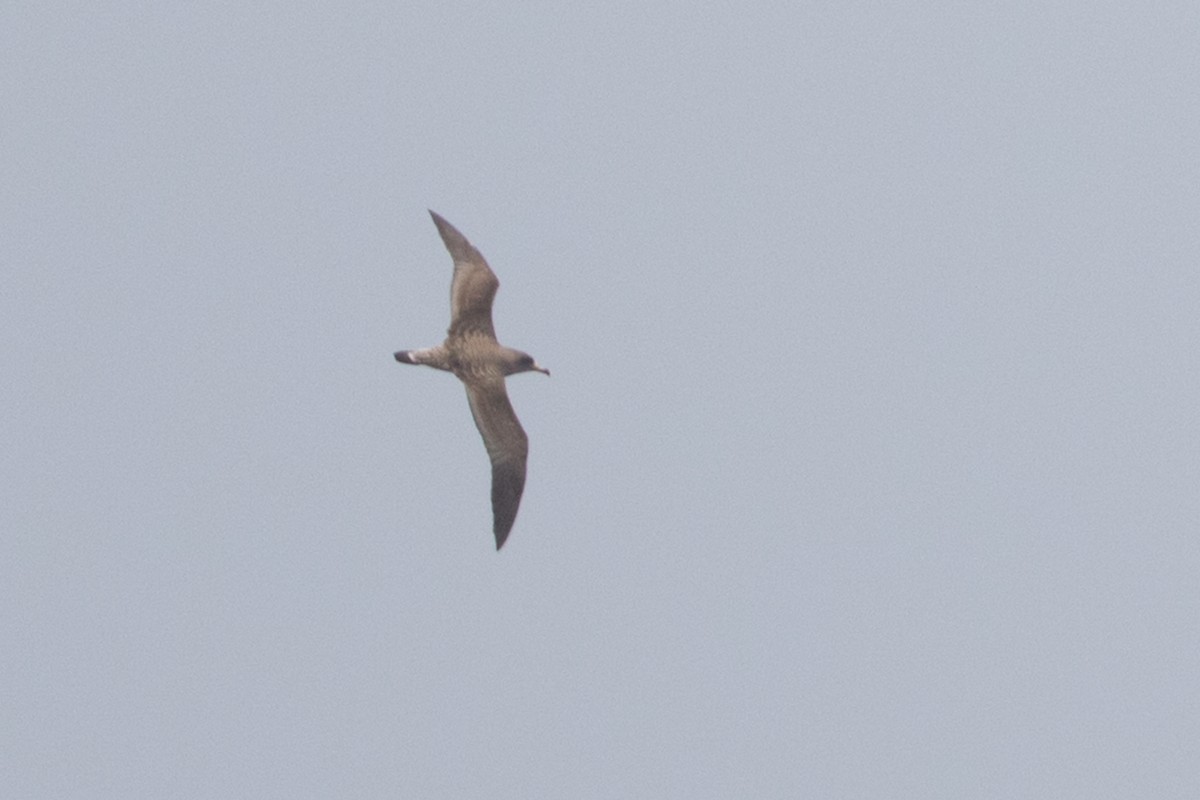 Cory's/Scopoli's/Cape Verde Shearwater - ML637987836