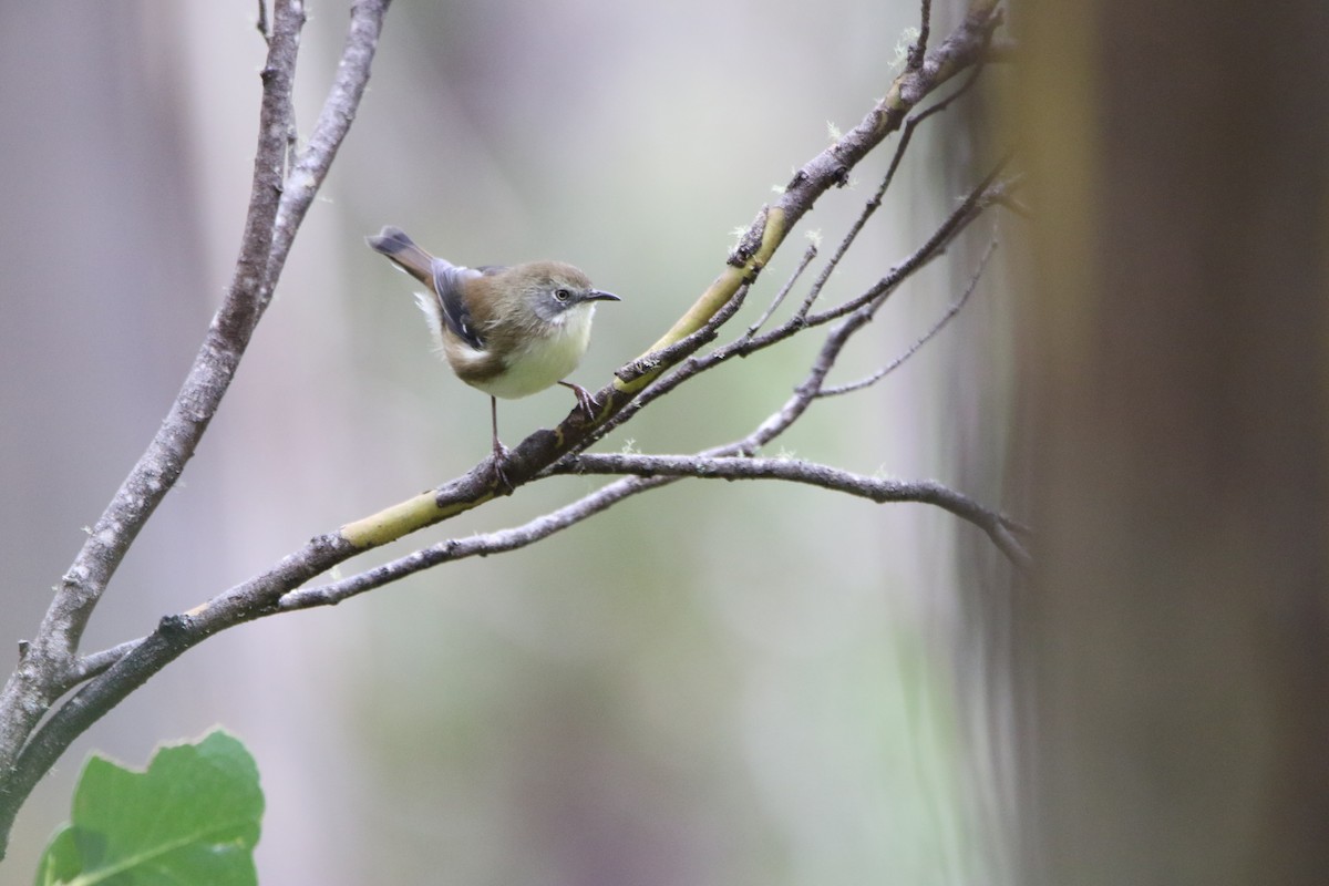 Scrubtit - ML637987843