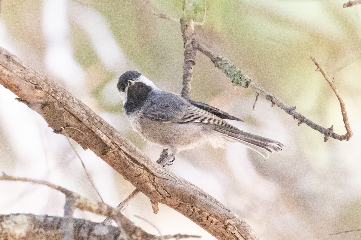 Mexican Chickadee - ML637987866