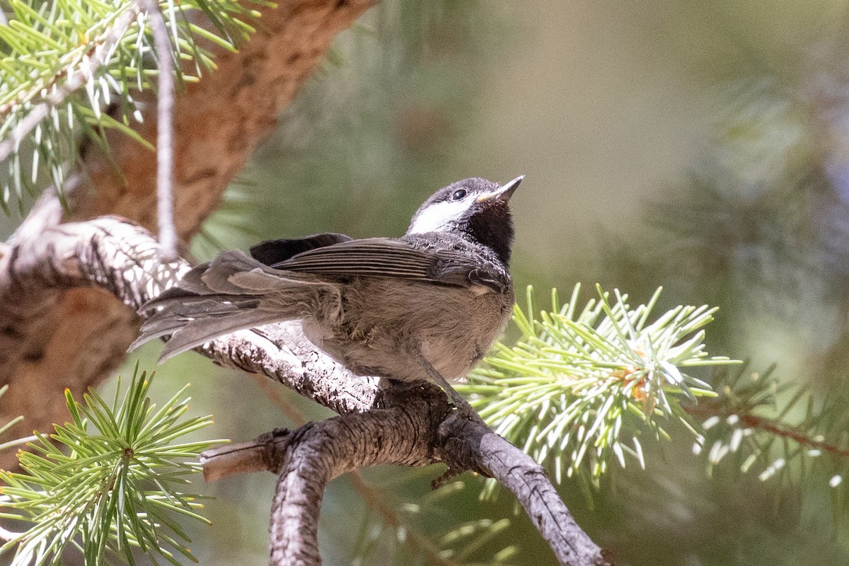 Mexican Chickadee - ML637987868