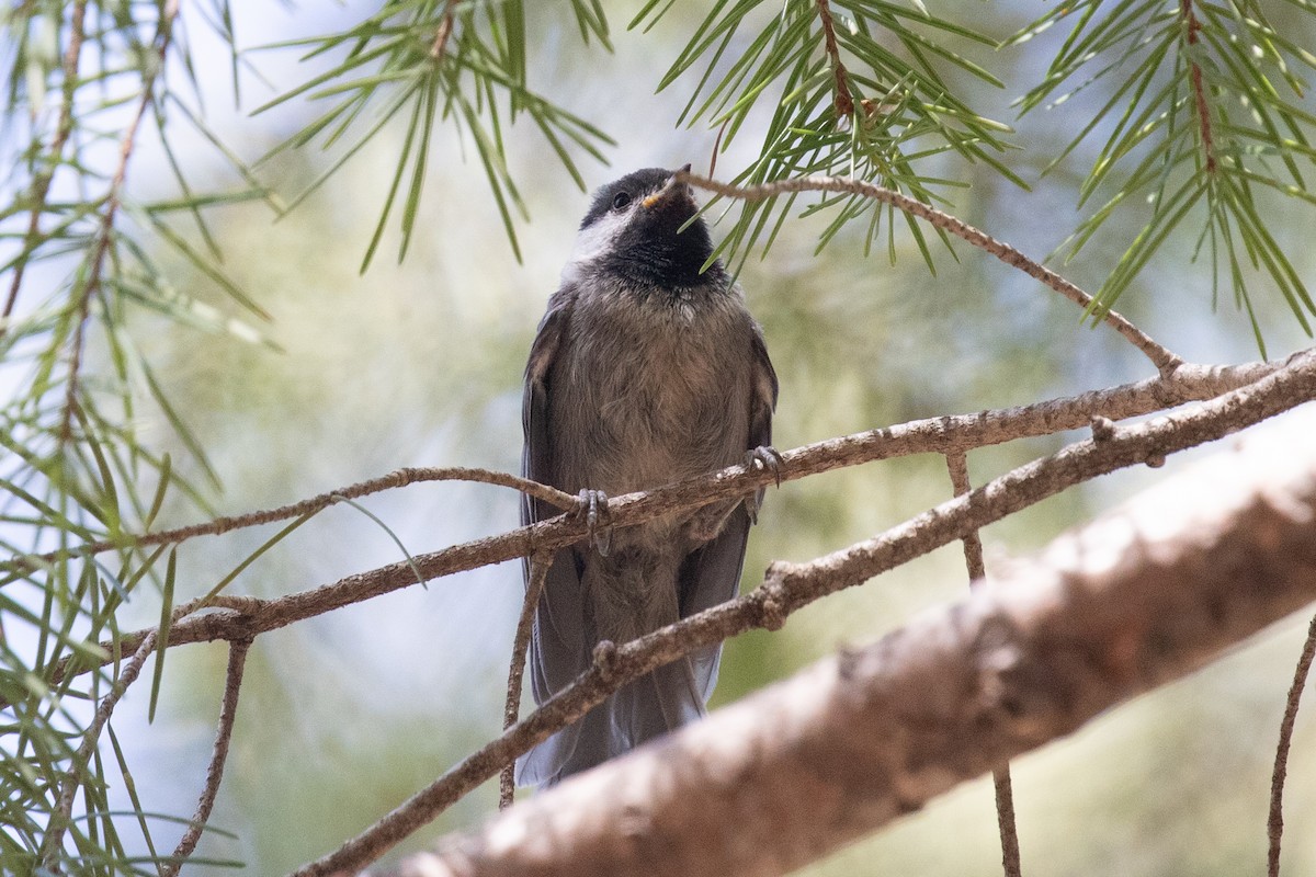 Mexican Chickadee - ML637987870