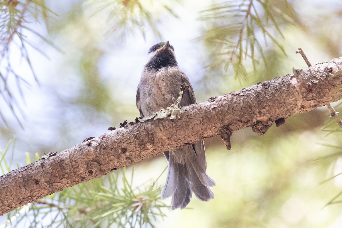 Mexican Chickadee - ML637987871