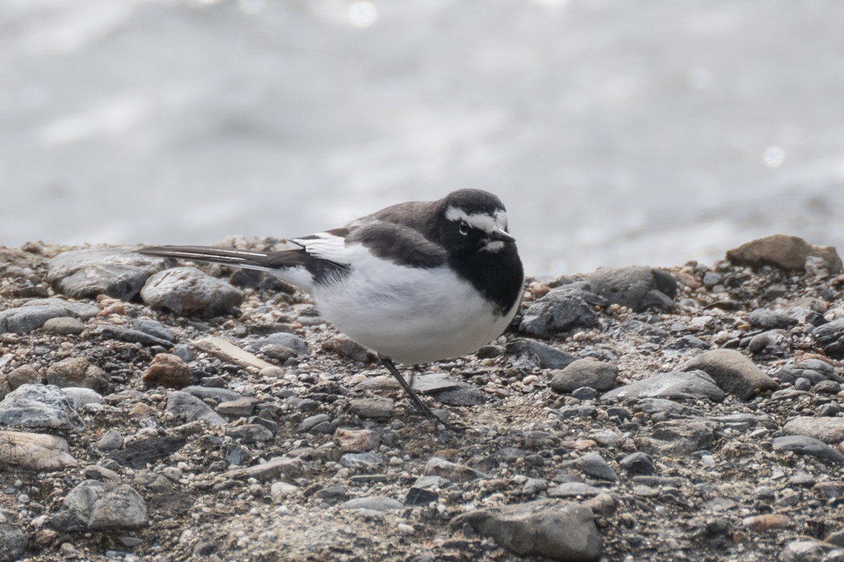 Japanese Wagtail - ML637987873