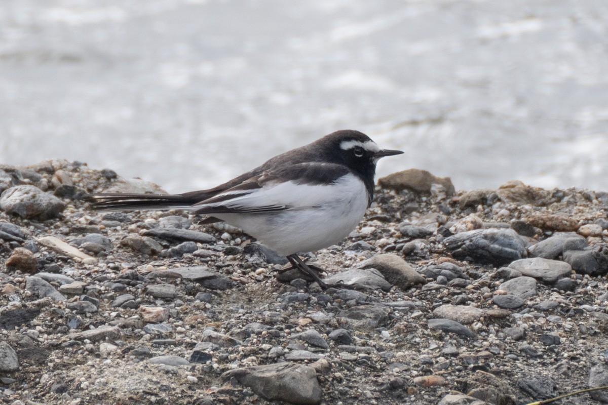 Japanese Wagtail - ML637987874