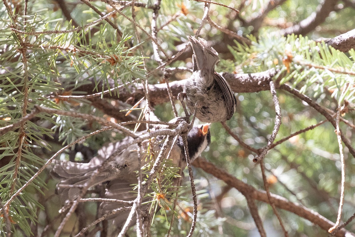 Mexican Chickadee - ML637987875