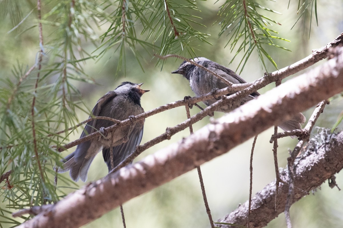 Mexican Chickadee - ML637987876