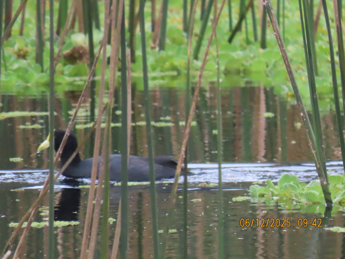 White-winged Coot - ML637987912
