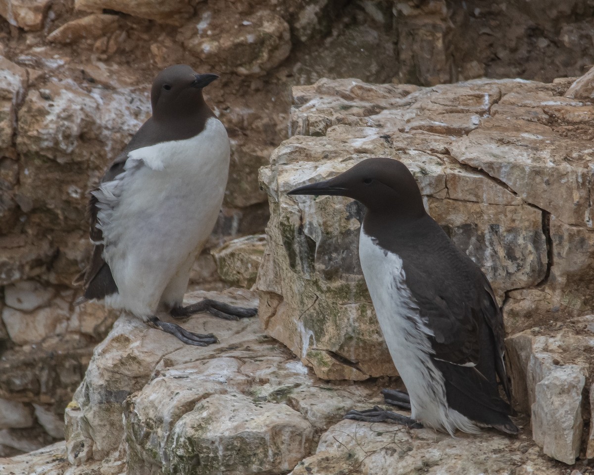 Common Murre - ML637988050