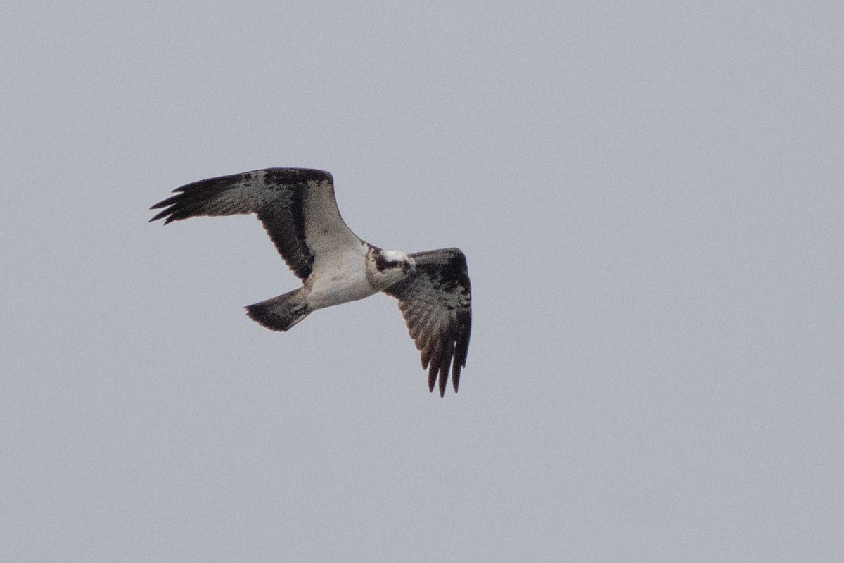 Osprey (Eurasian) - ML637988070