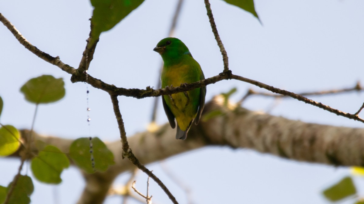 Blue-crowned Chlorophonia - ML637988094