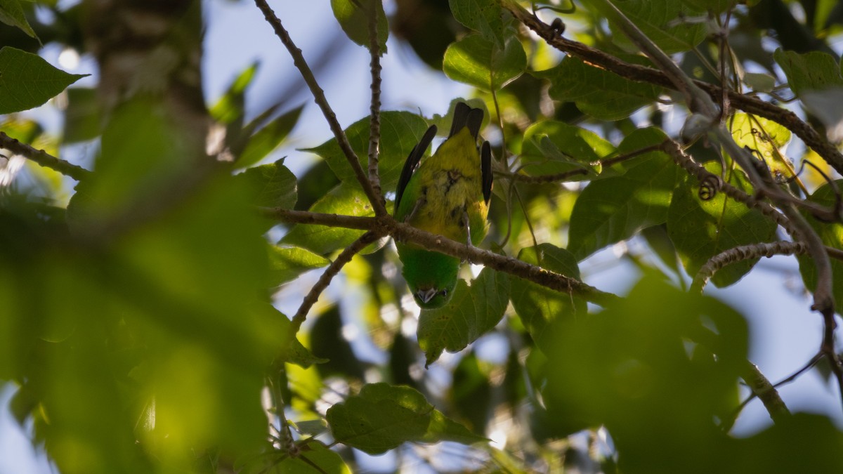 Blue-crowned Chlorophonia - ML637988095